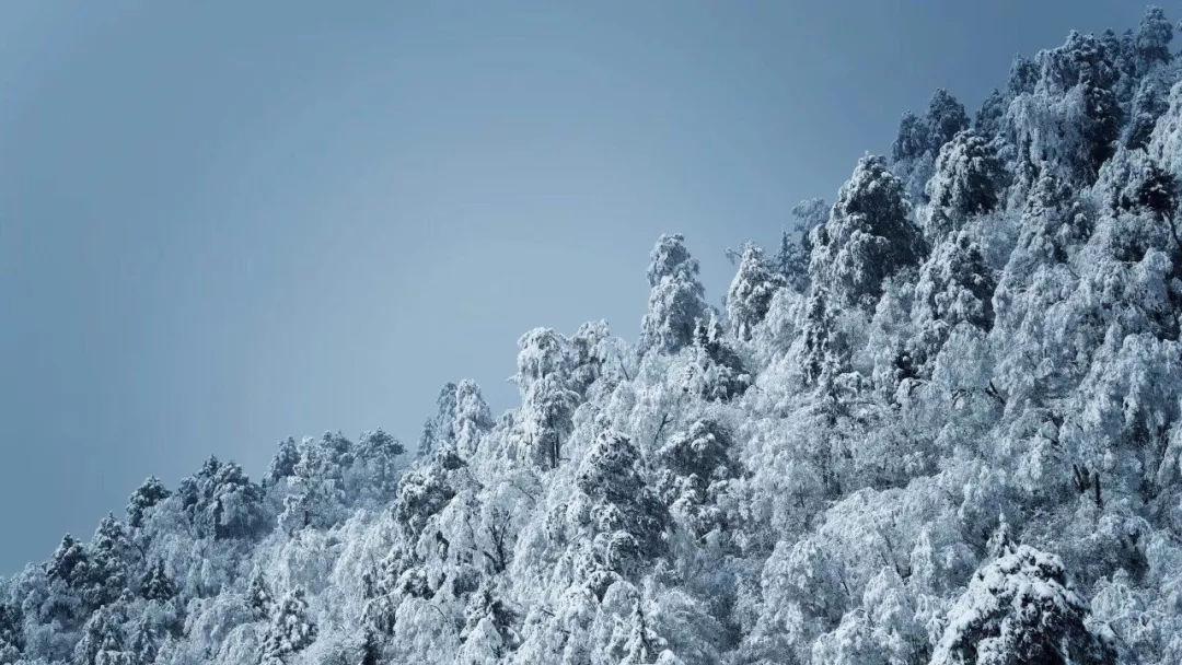 蜂王救援